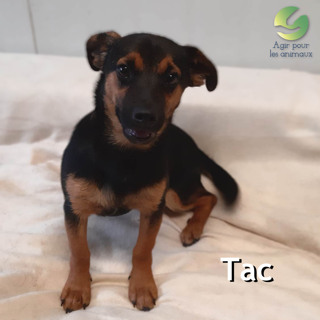 Tac chiot à l'adoption