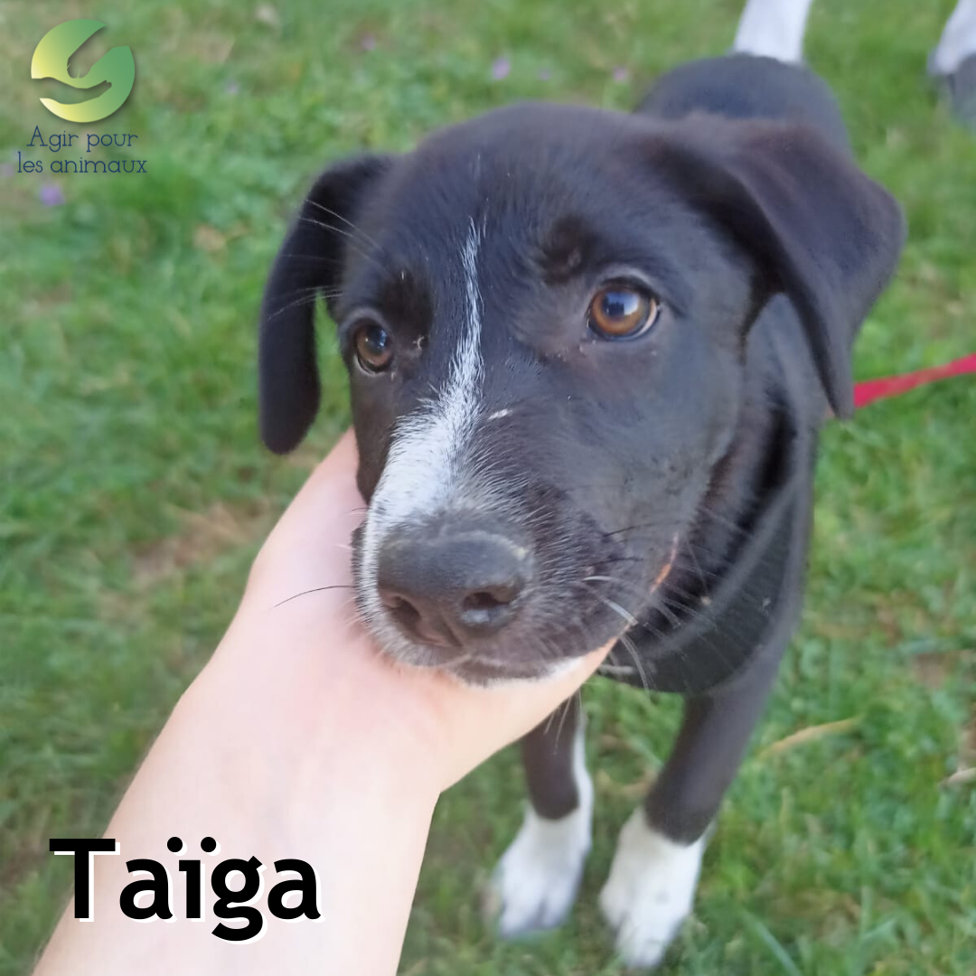Taïga chiot à l'adoption