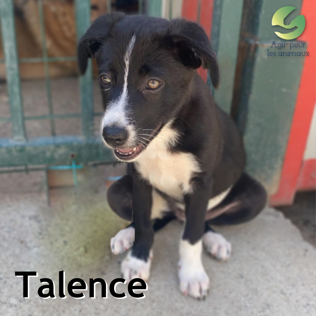 Talence chiot à l'adoption