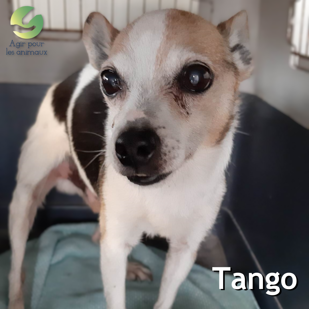 tango ratier en panier retraite