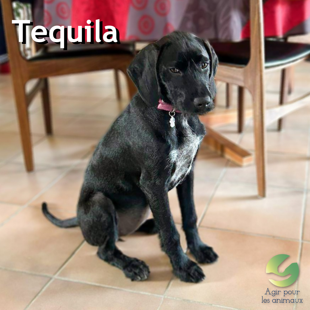 Tequila chiot femelle à l'adoption