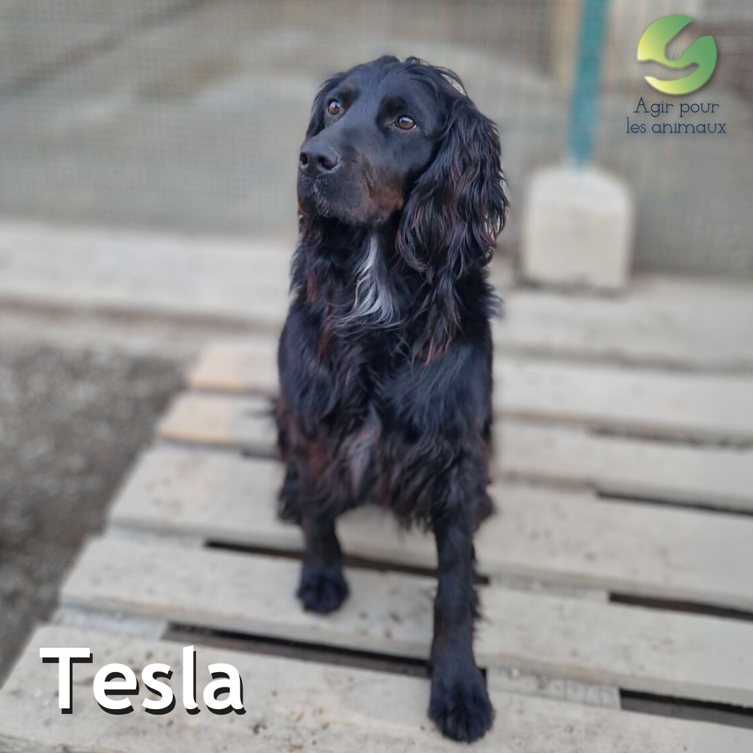 setter gordon à adopter