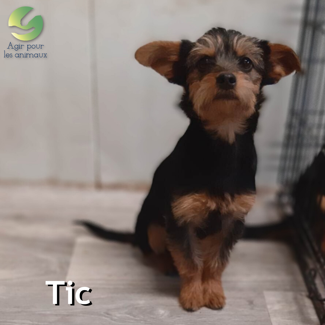 Tic chiot york à l'adoption