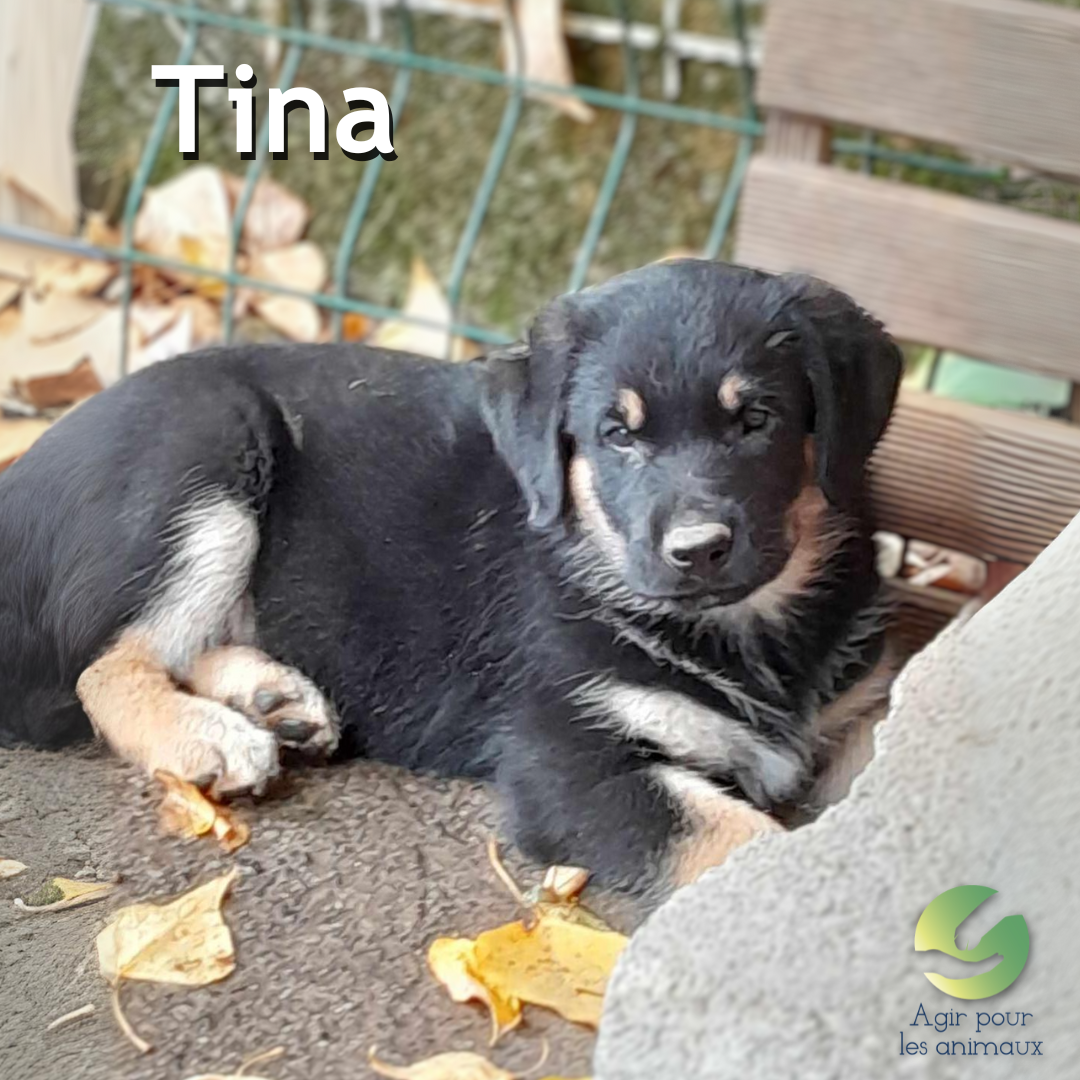 chiot Berger à l'adoption