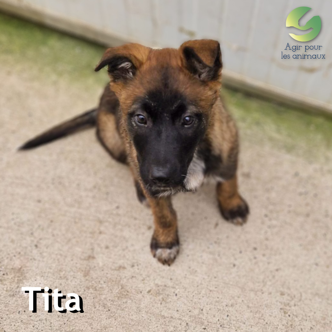 Tita chiot Malinois à l'adoption