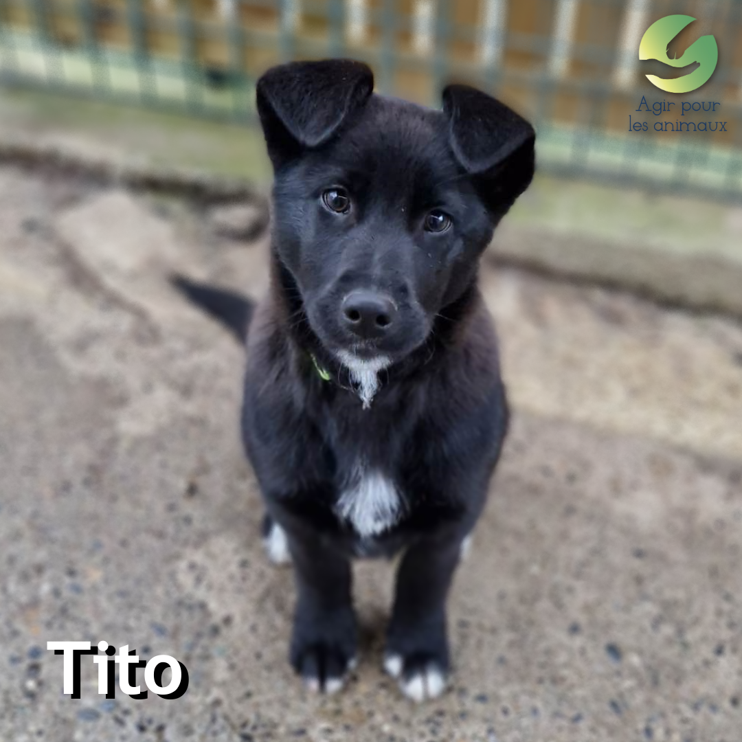 Tito chiot Border Collie à l'adoption