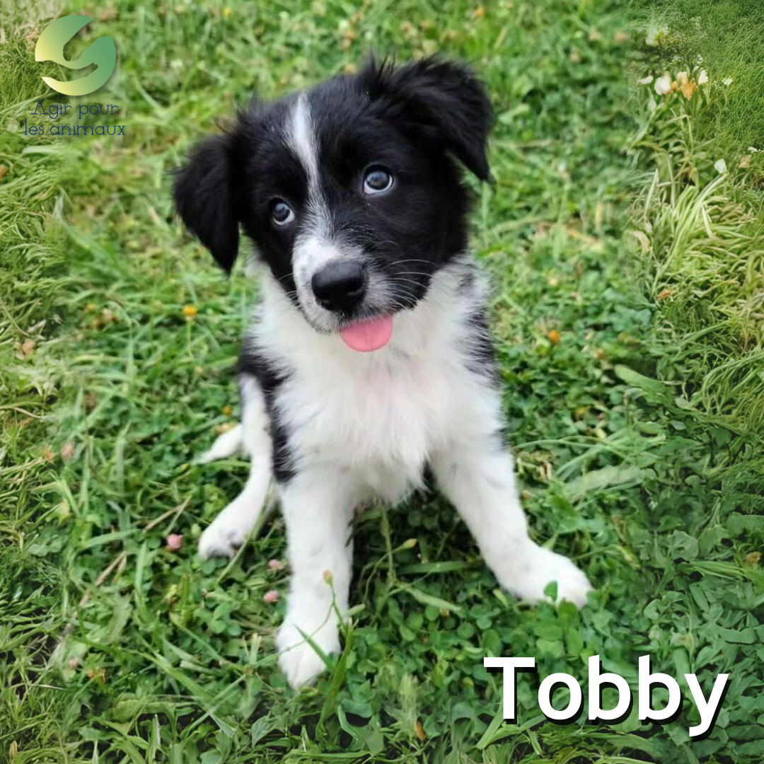 chiot Border Collie à l'adoption