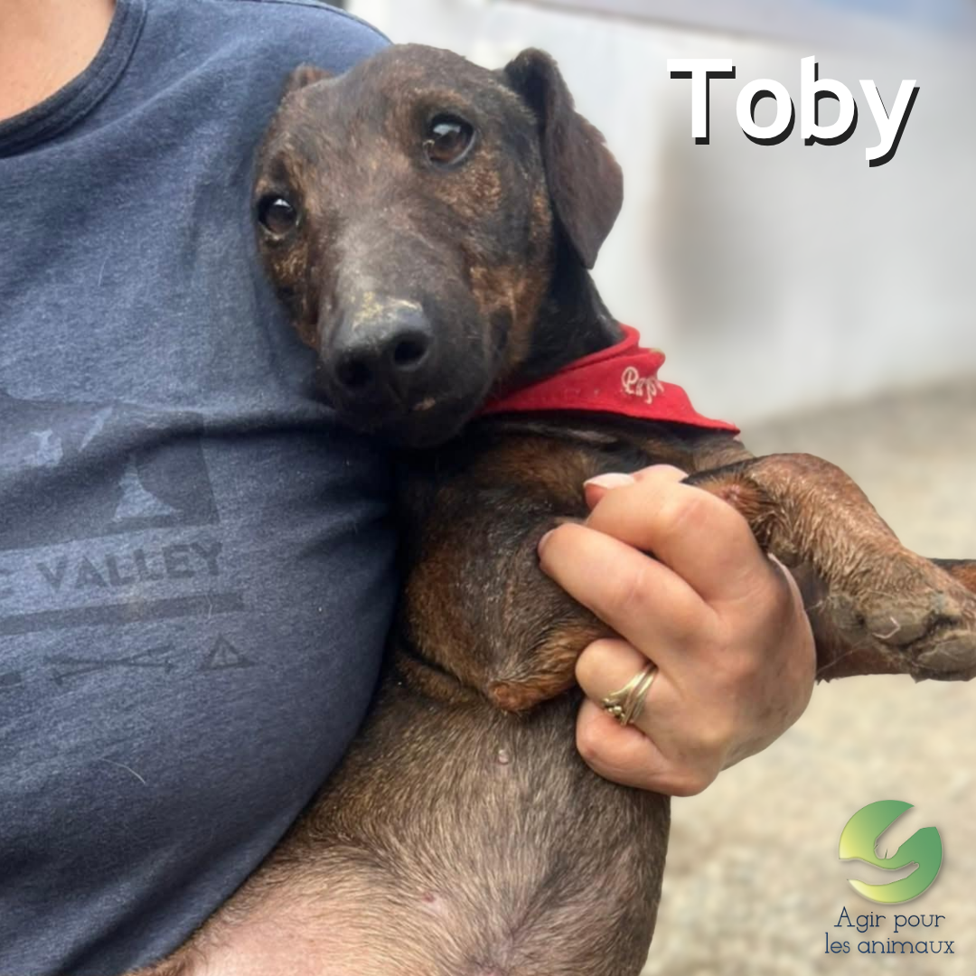 toby x teckel jack russell à adopter