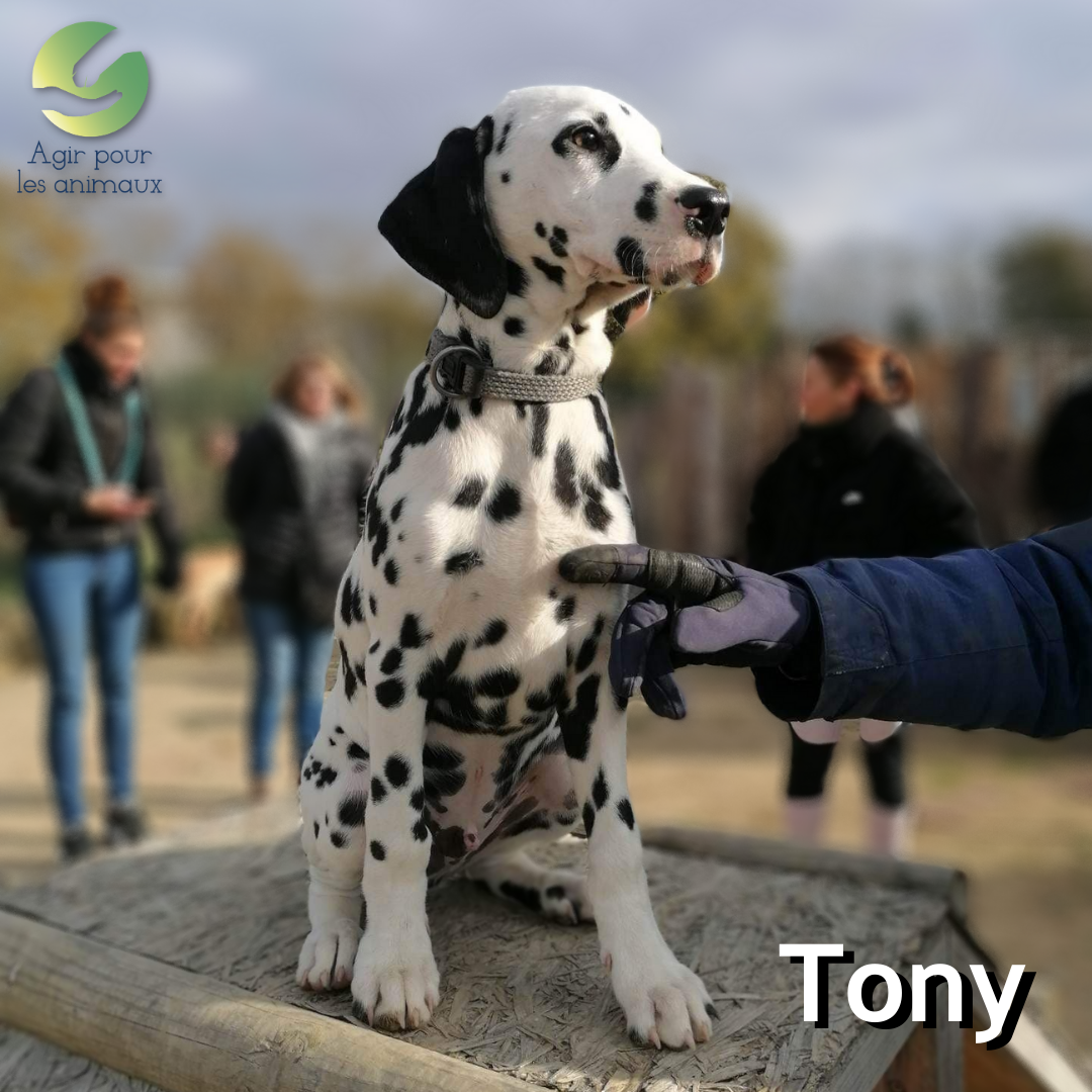 chiot dalmatien