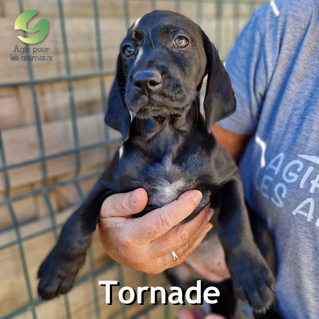 Tornade chiot à l'adoption