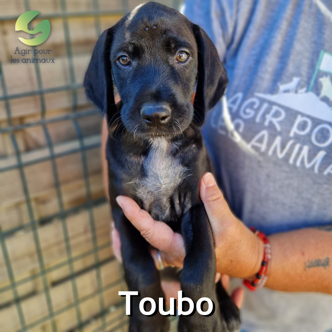 Toubo chiot à l'adoption
