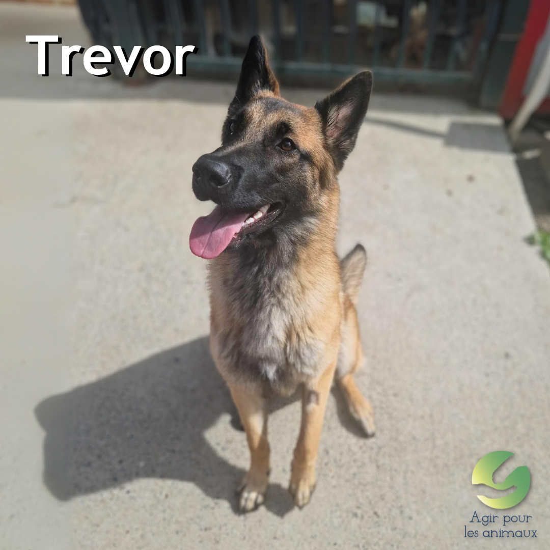 chien Berger à l'adoption