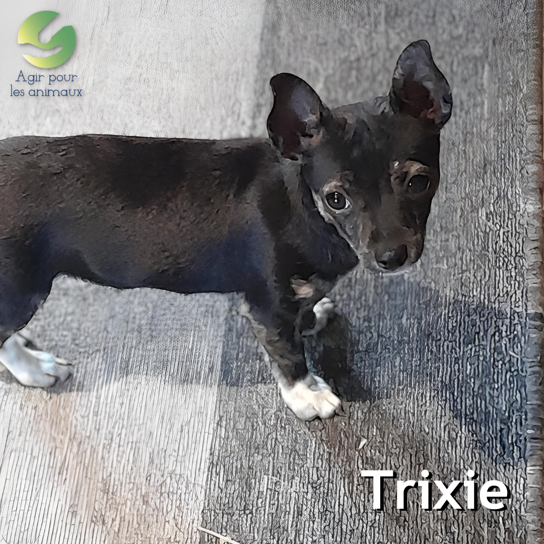 trixie chiot pinscher nain à l'adoption