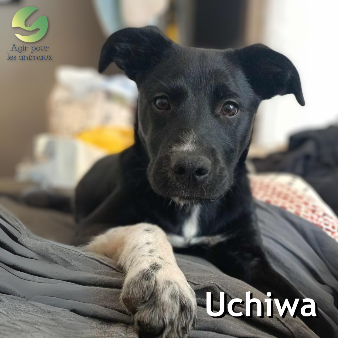 chiot femelle à l'adoption