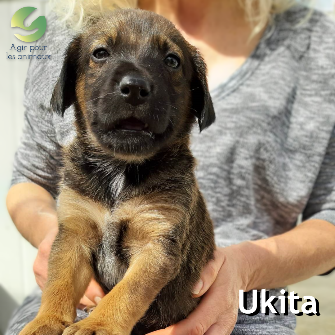 chiot berger à l'adoption