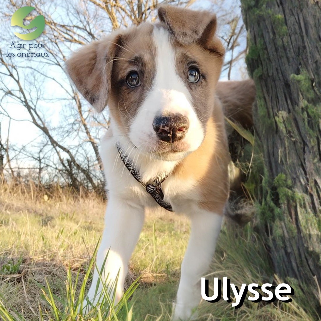 Chiot Berger australien à l'adoption