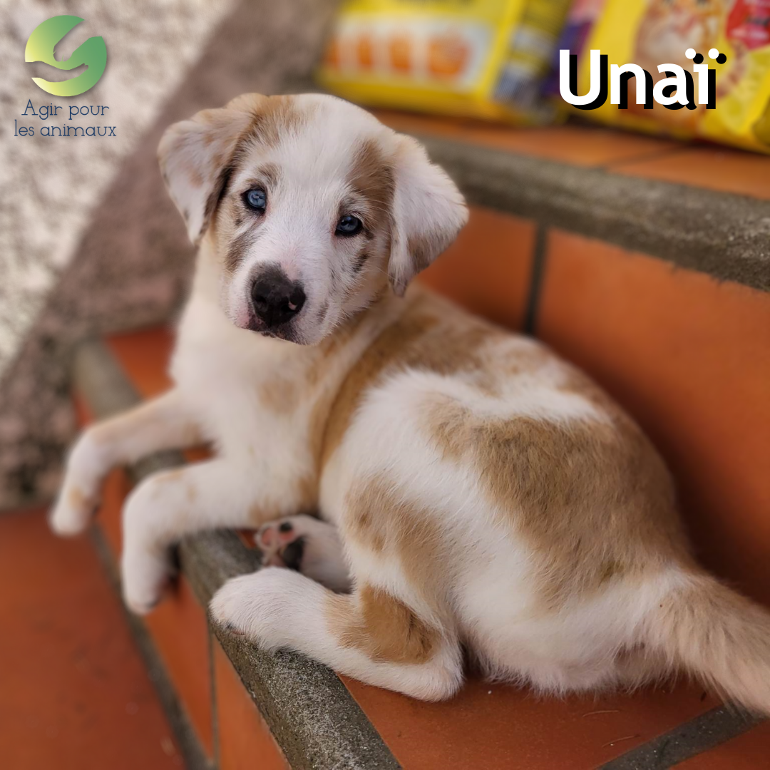 chiot berger australien à l'adoption