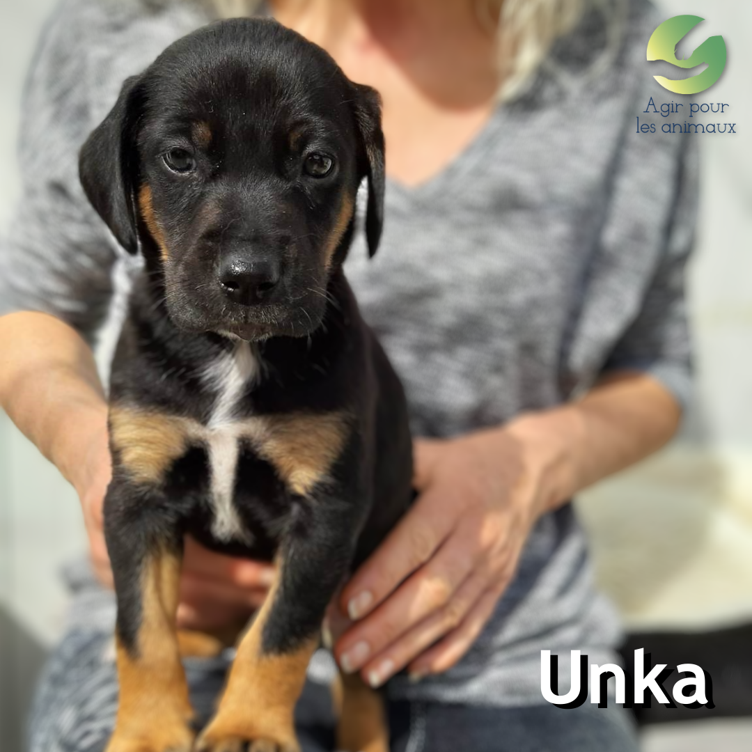 chiot berger à l'adoption