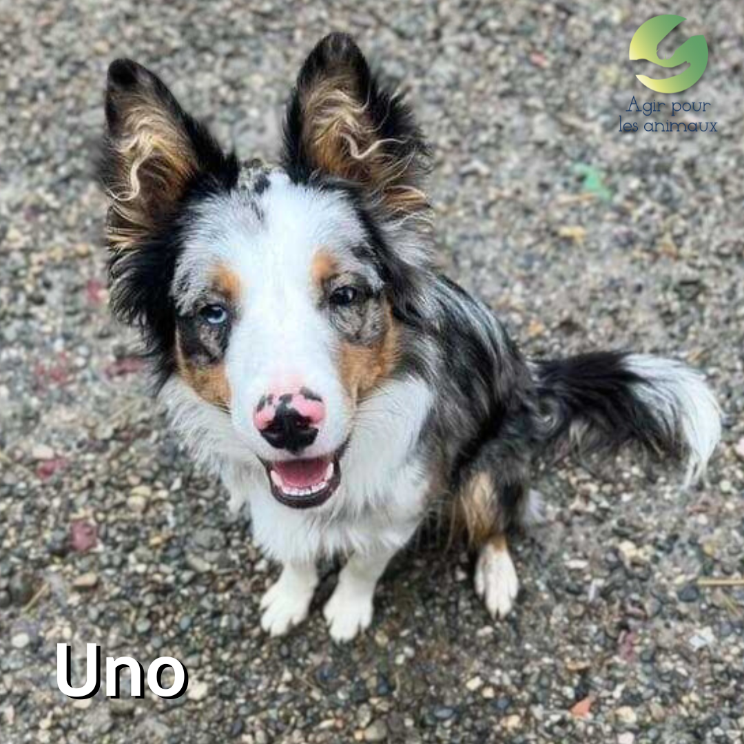 Uno Border Collie Merle à l'adoption