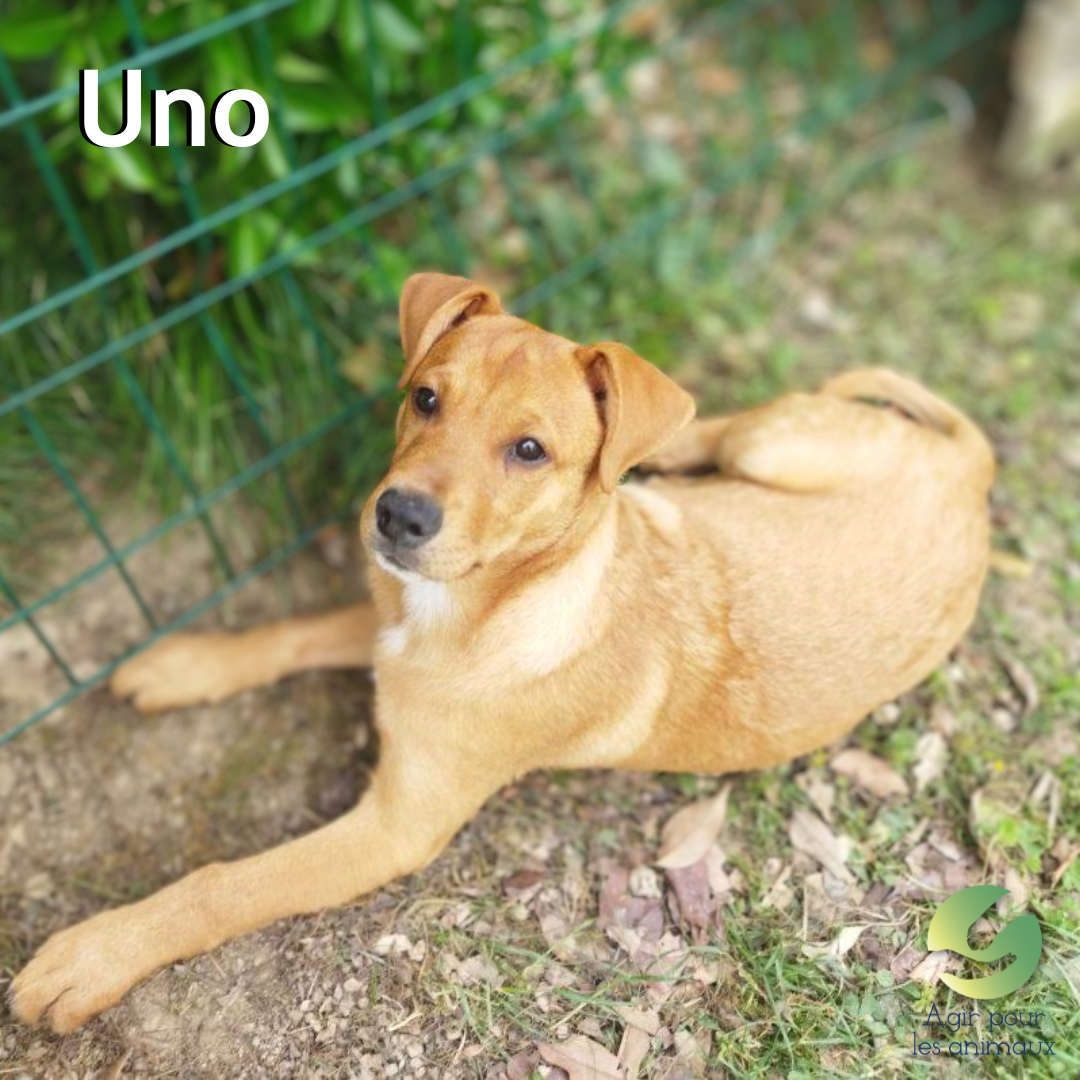 chiot labrador à adopter