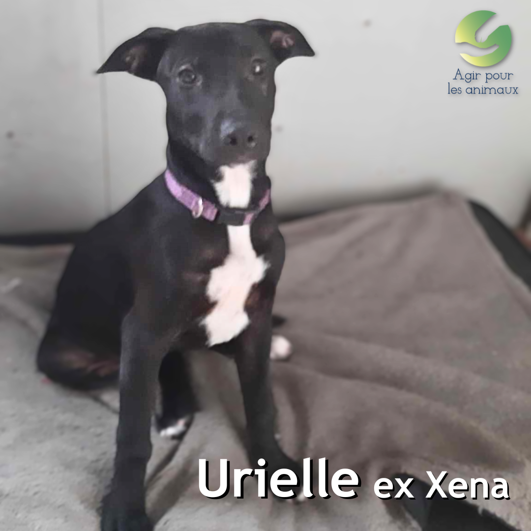 chiot labrador à adopter