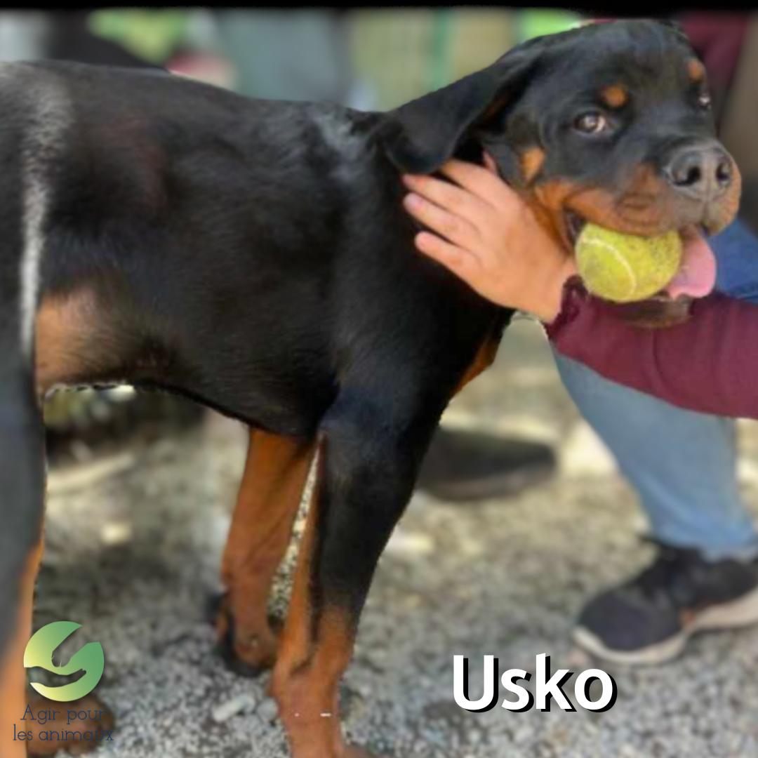 Chiot Rottweiler à l'adoption