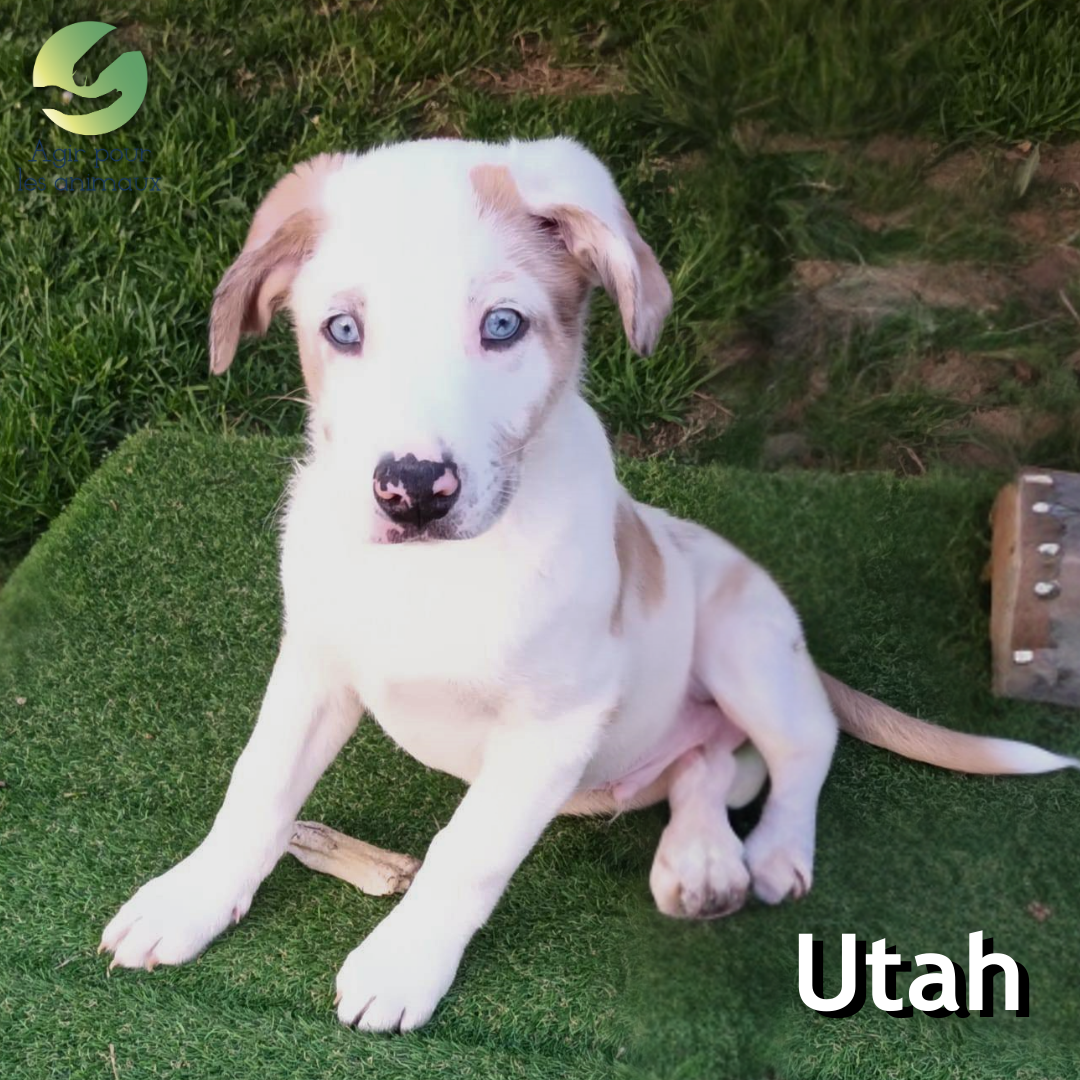 chiot berger australien à l'adoption