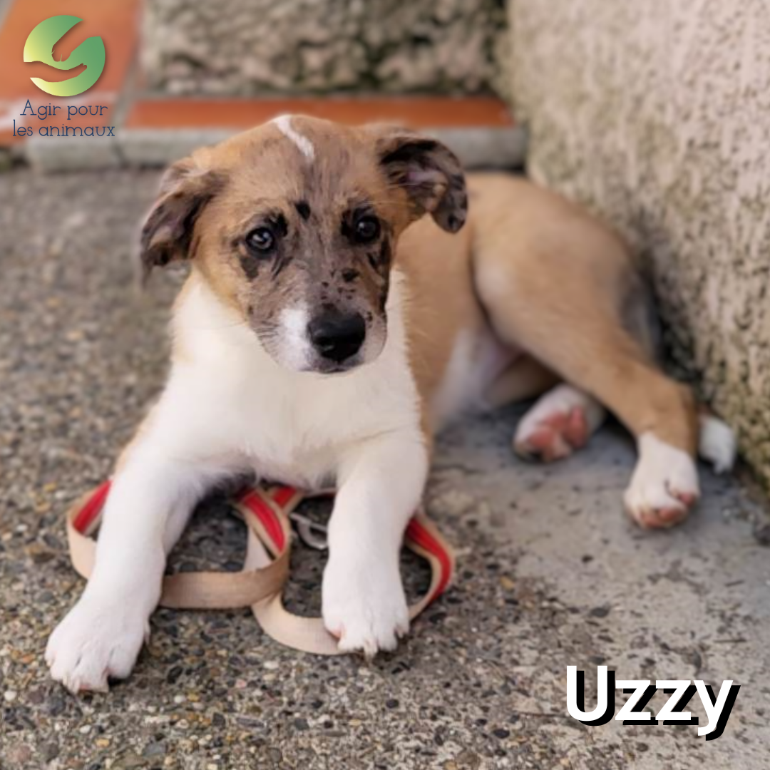 chiot berger australien à l'adoption