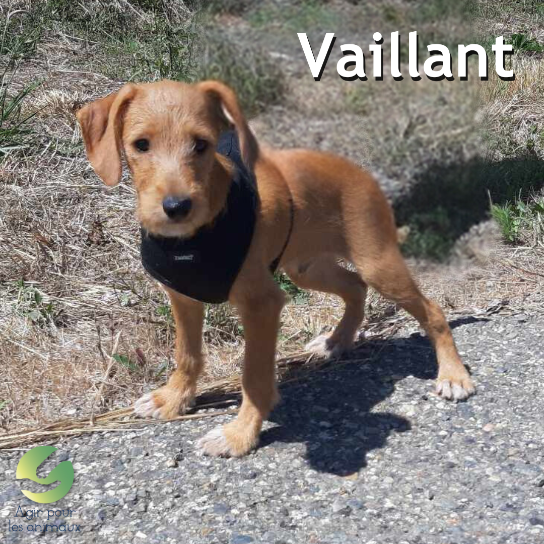 chiot à l'adoption