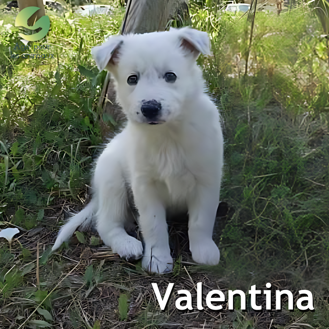 chiot Border Collie à l'adoption