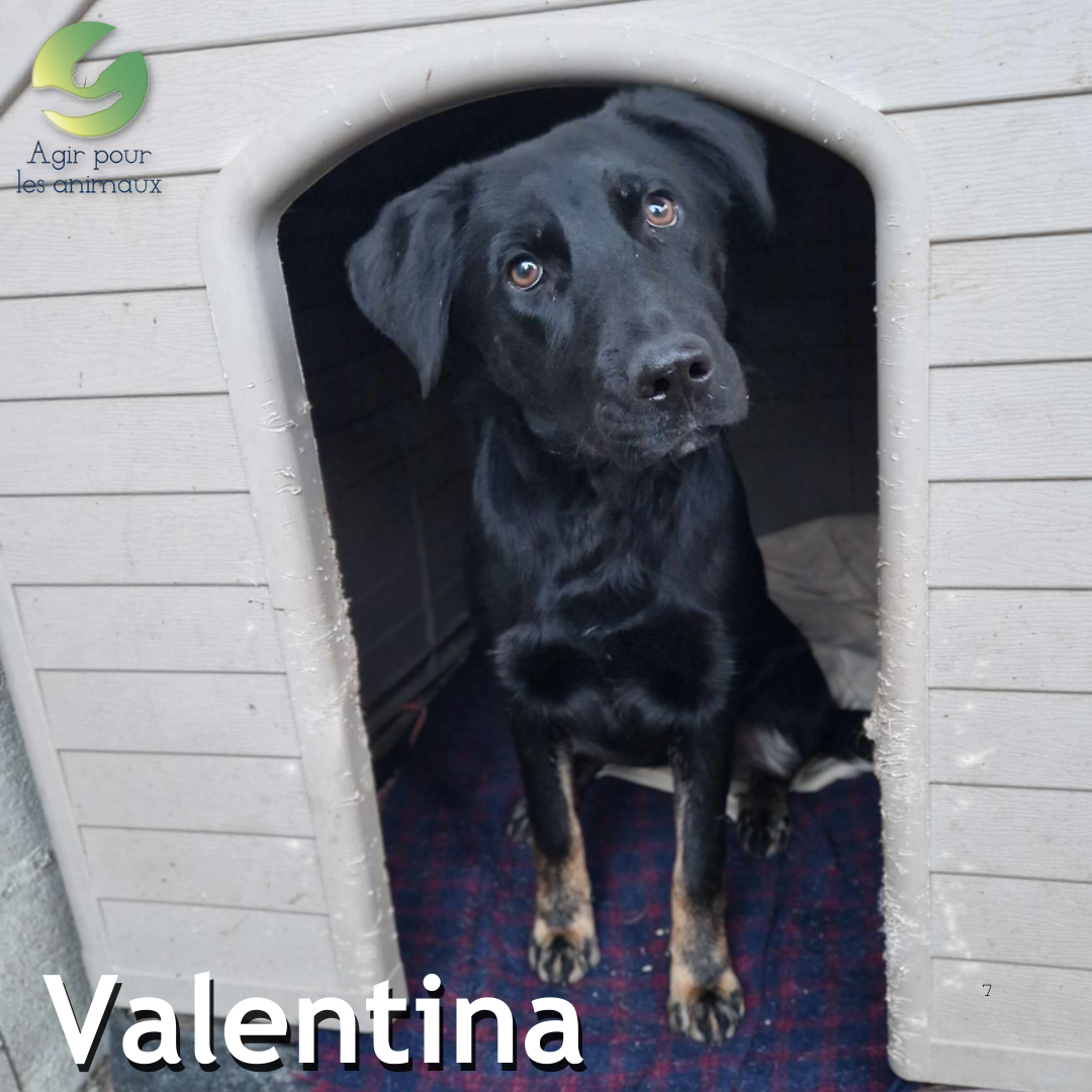 chiot à l'adoption