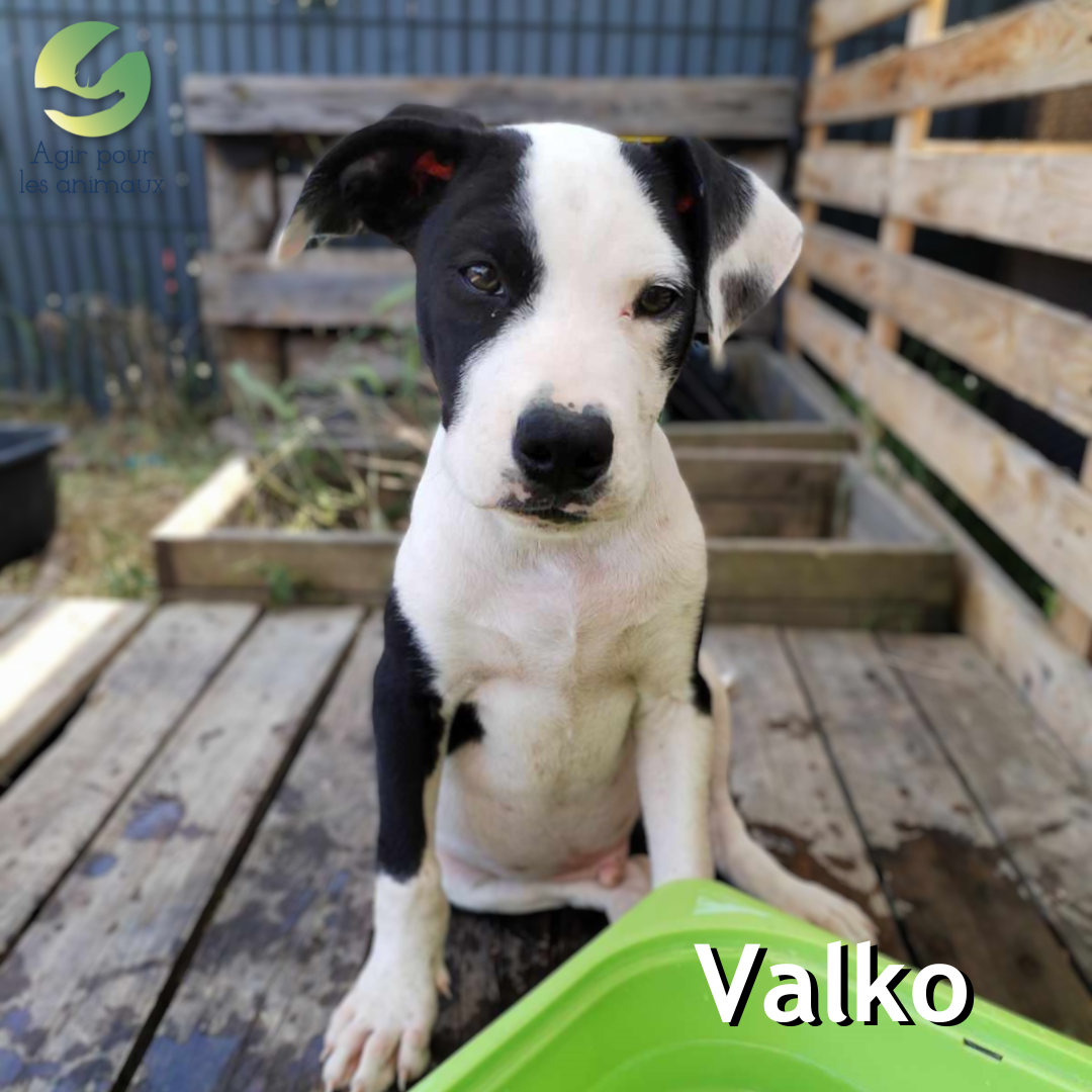 chiot X Berger à l'adoption