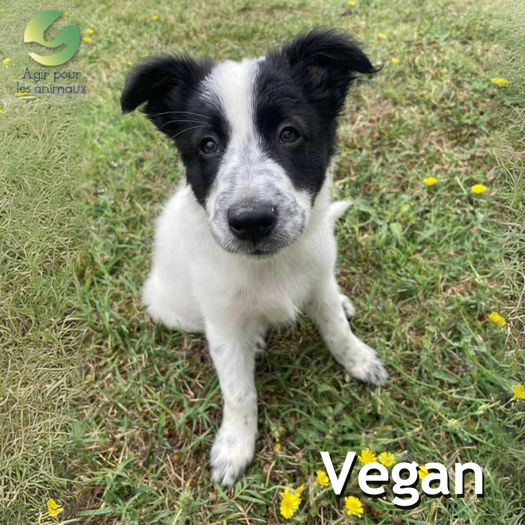 chiot Border Collie à l'adoption