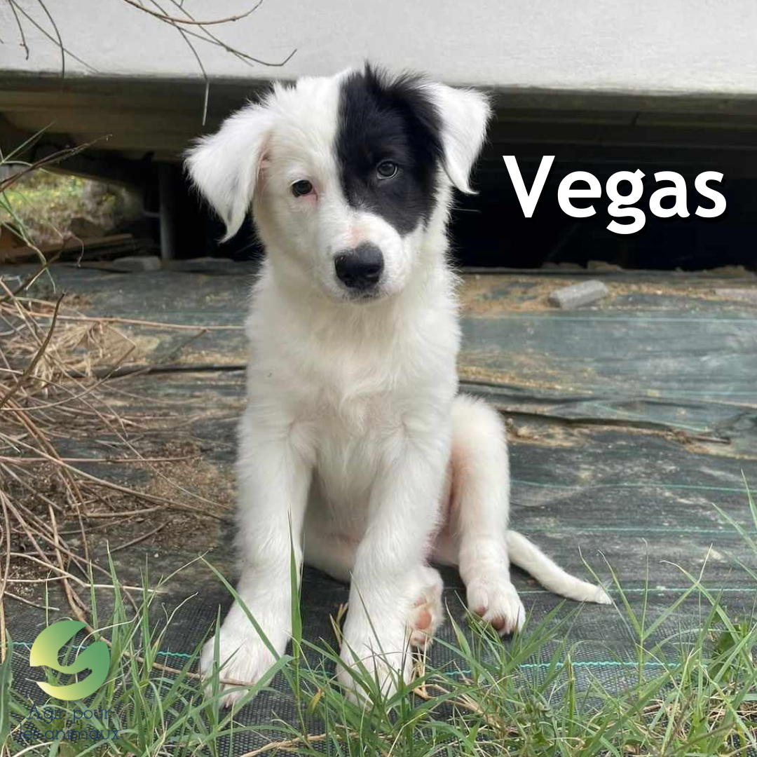 chiot Border Collie à l'adoption