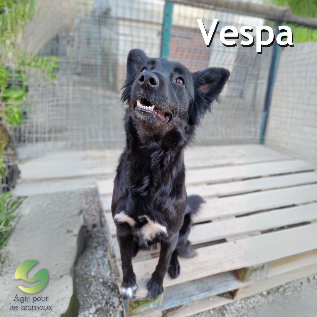 X Border Collie à l'adoption