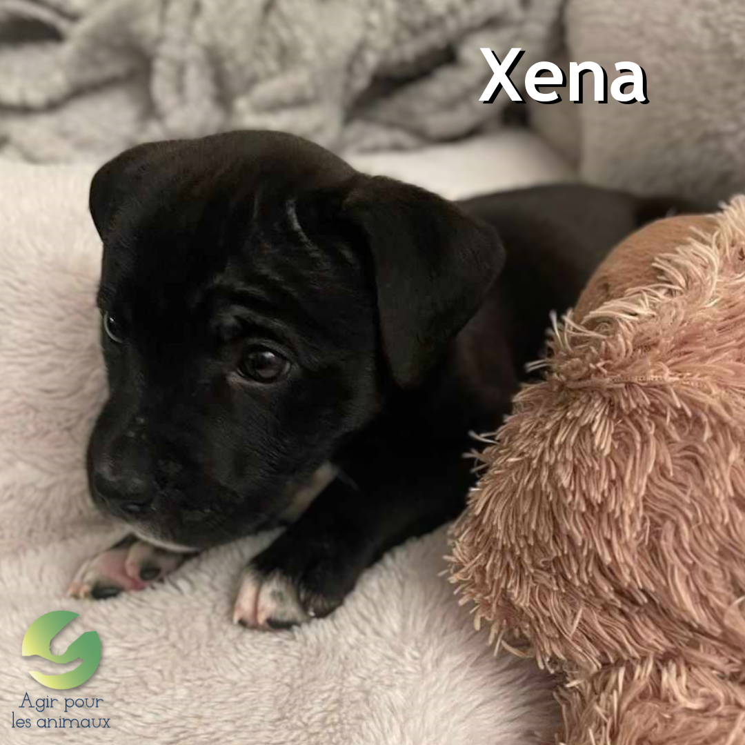 chiot à l'adoption