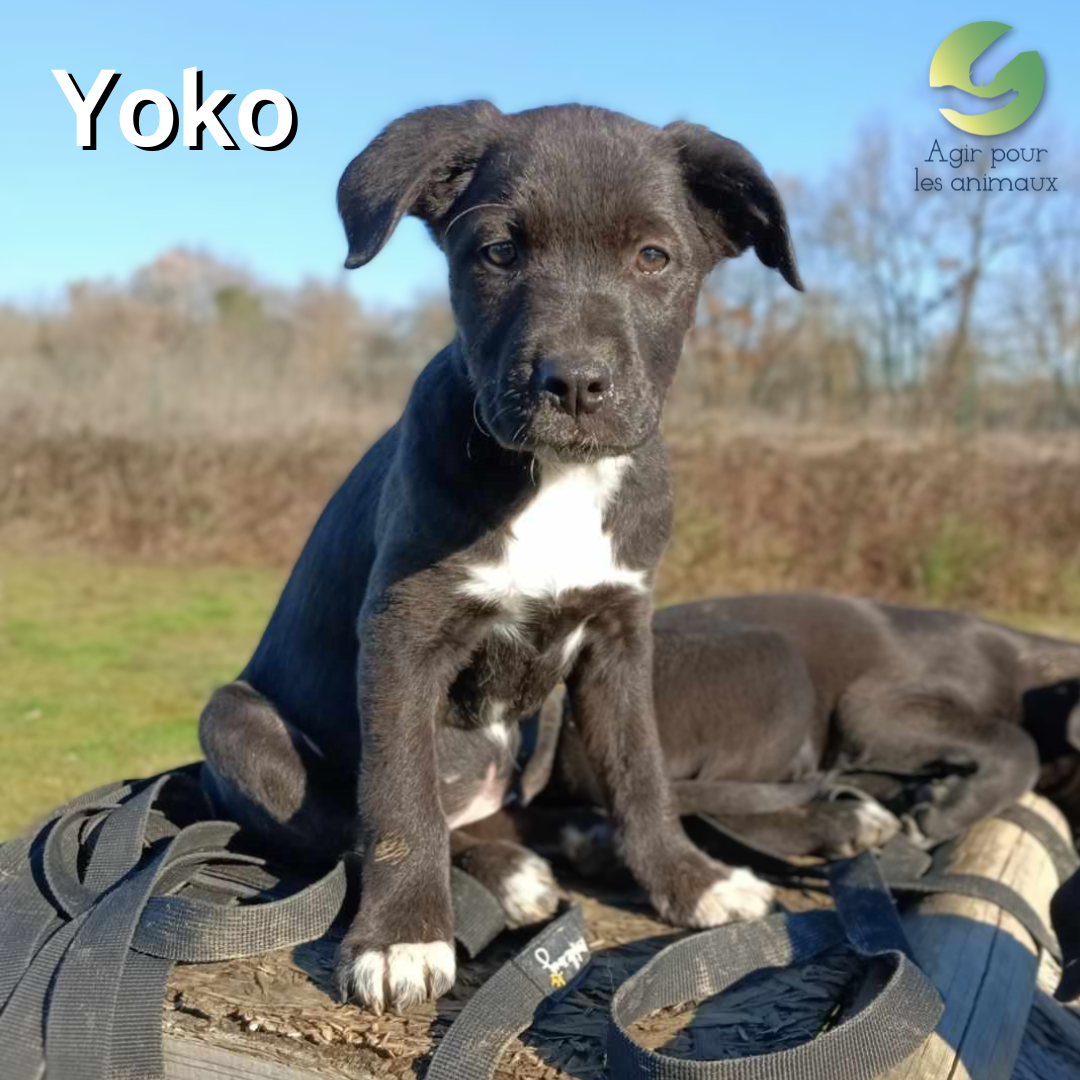 chiot à l'adoption