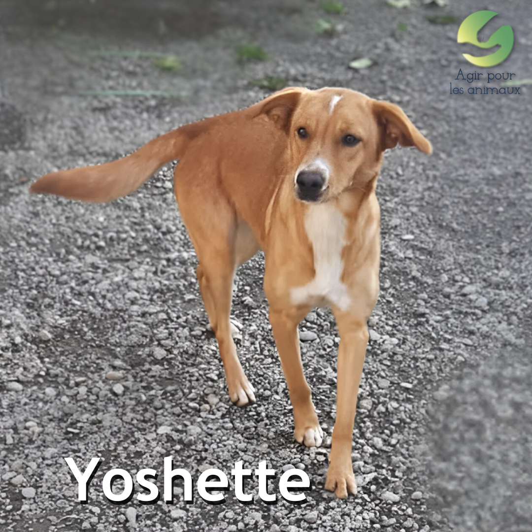 chienne X Berger à l'adoption