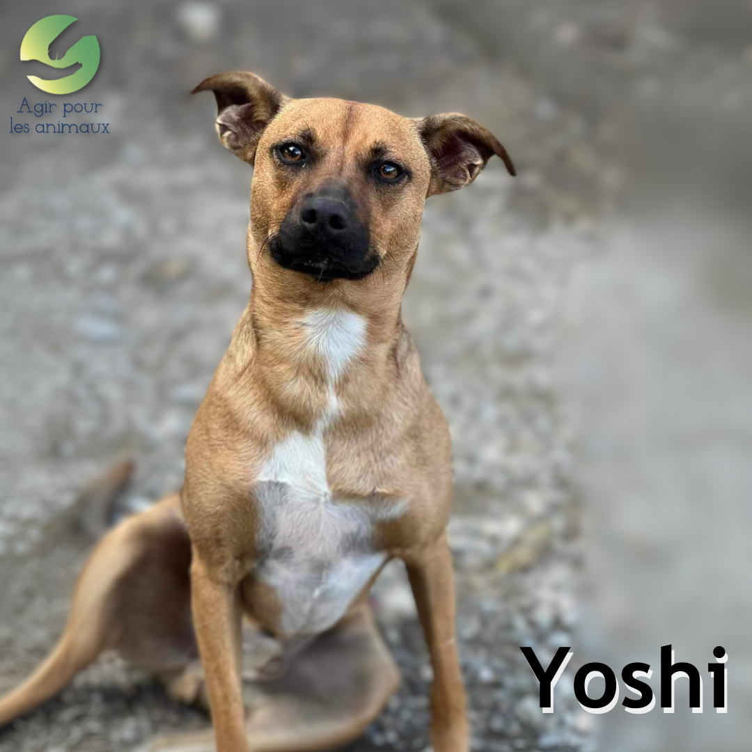 chien à l'adoption