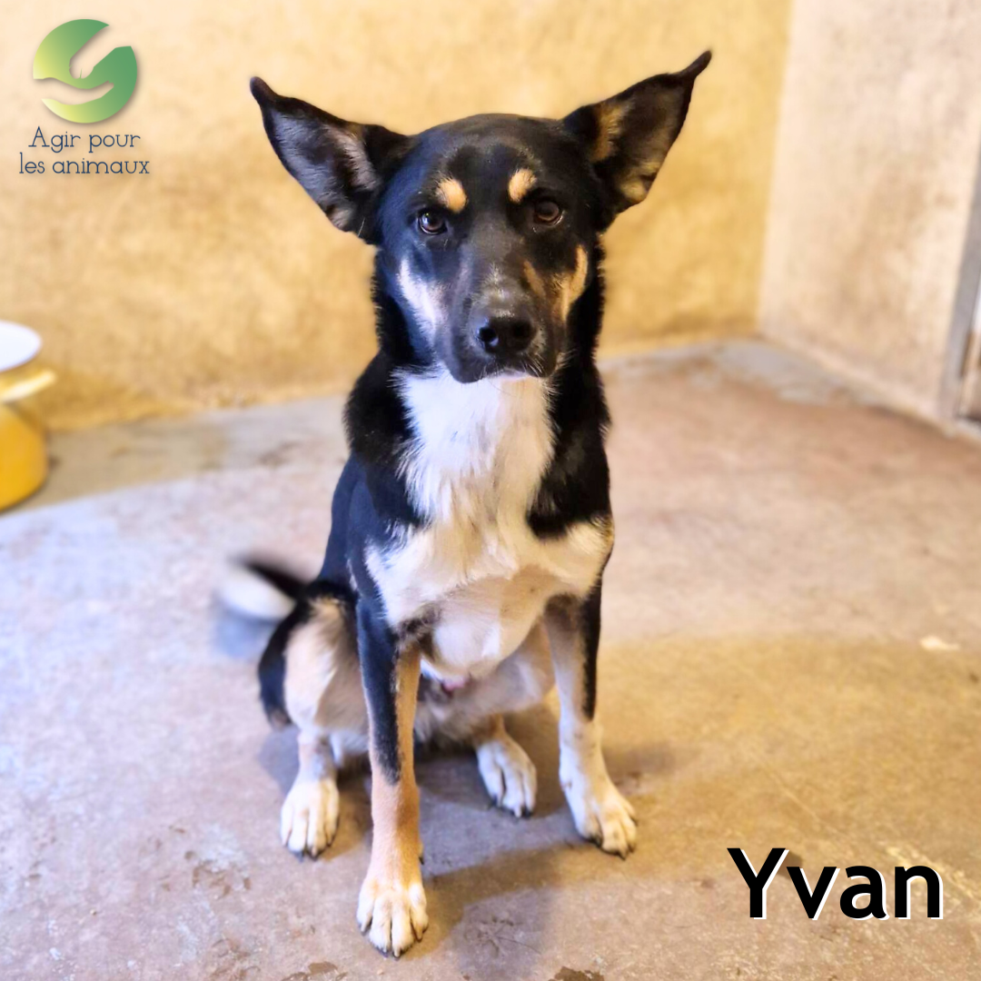 Yvan chien à l'adoption