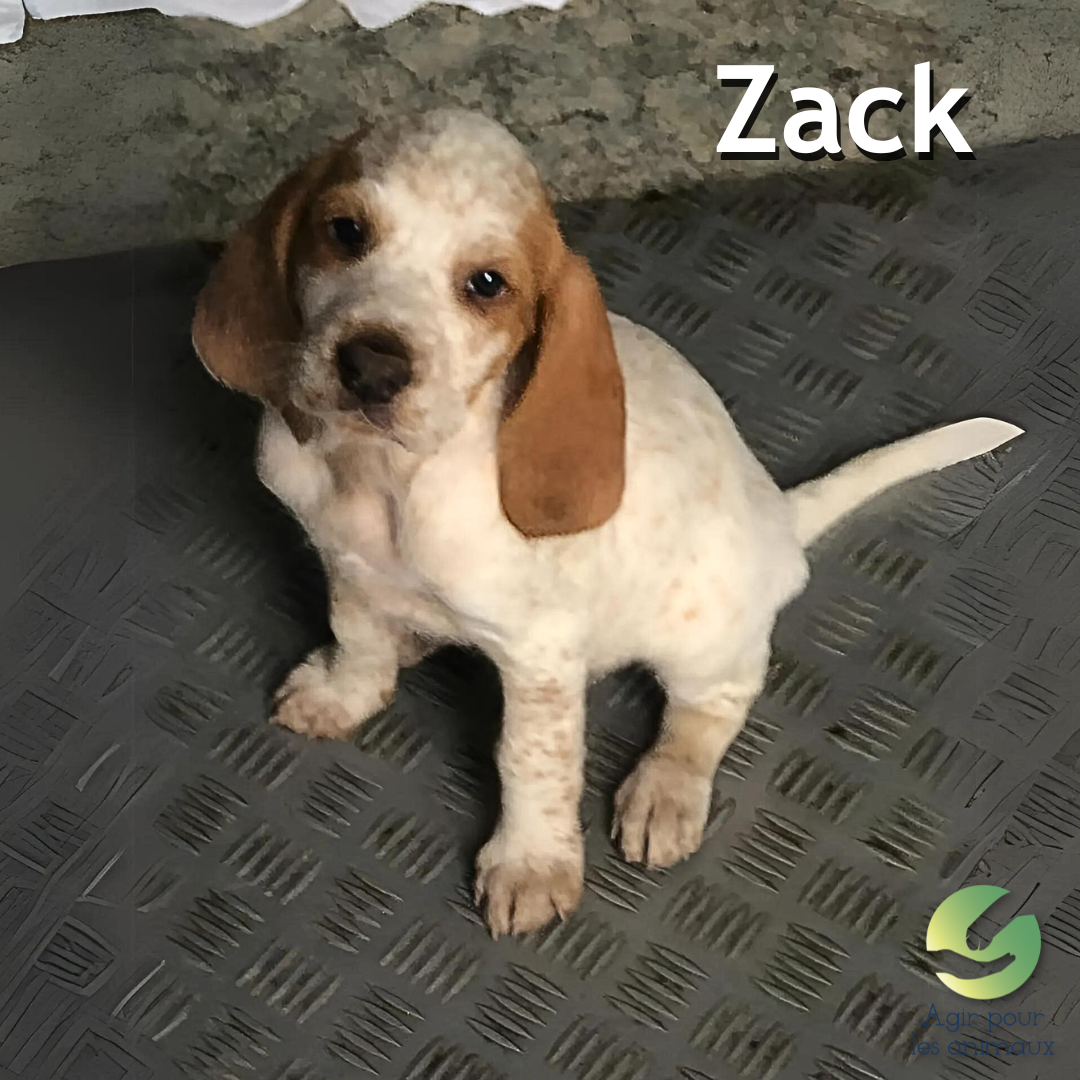 chiot griffon épagneul à l'adoption