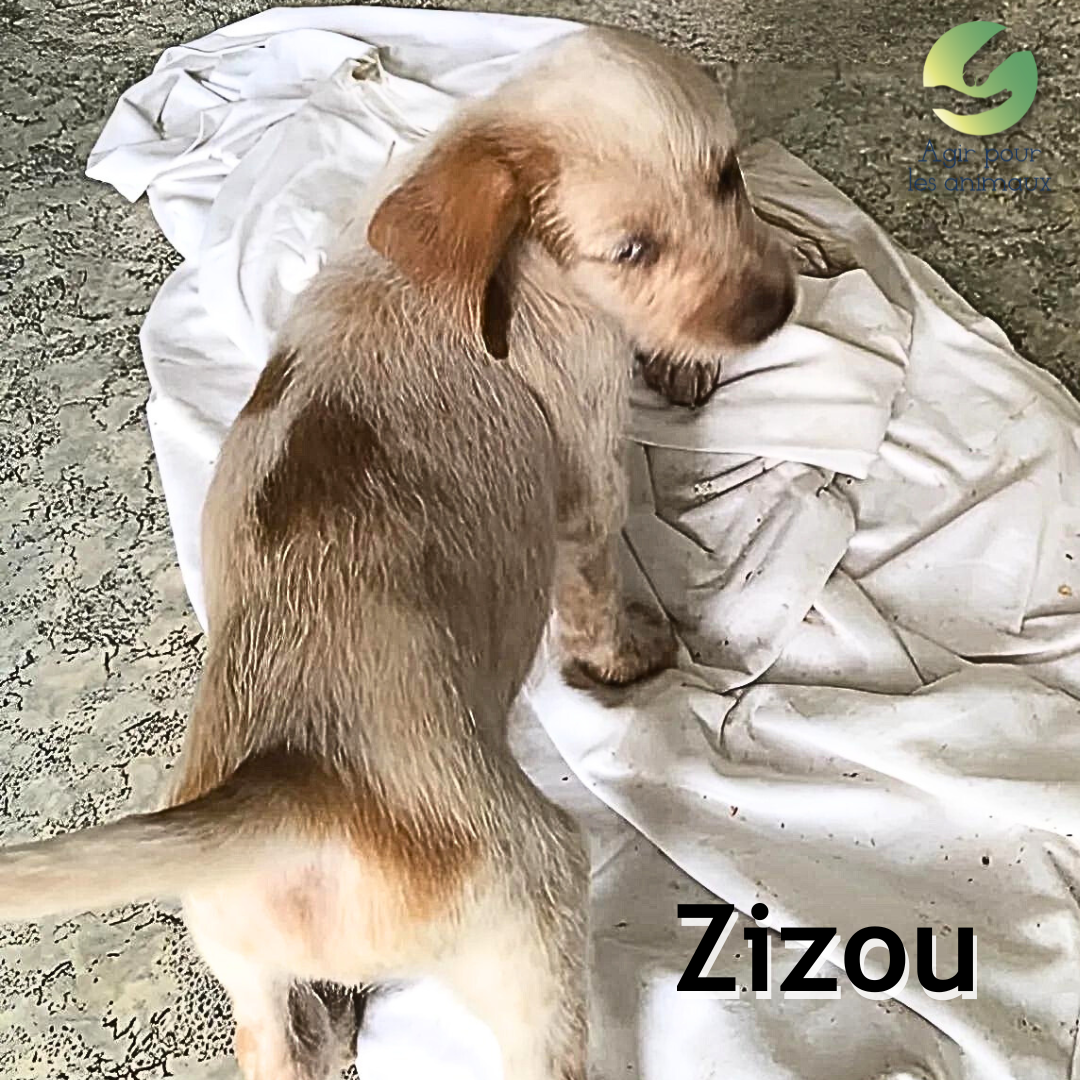chiot griffon épagneul à l'adoption