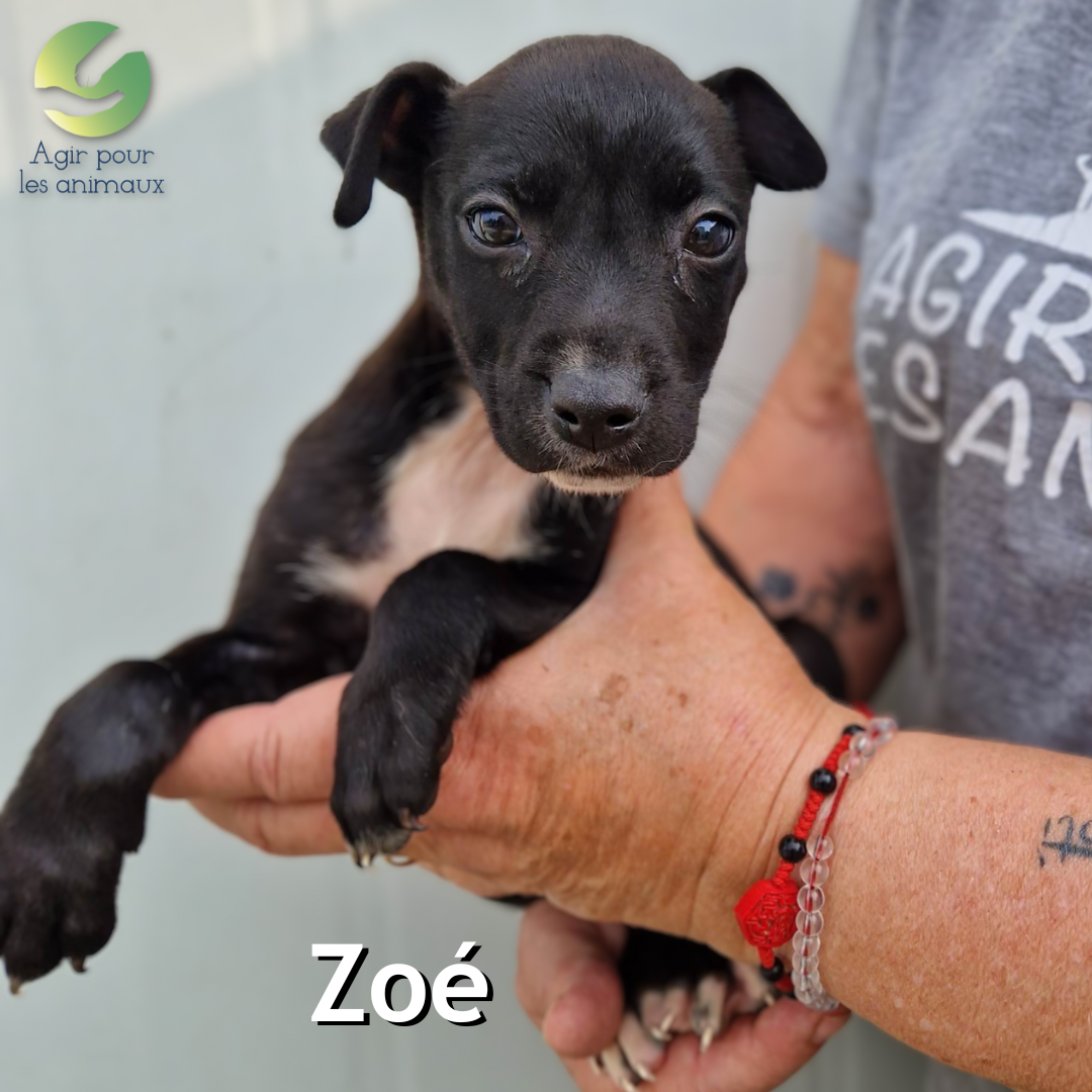 chiot Labrador à adopter