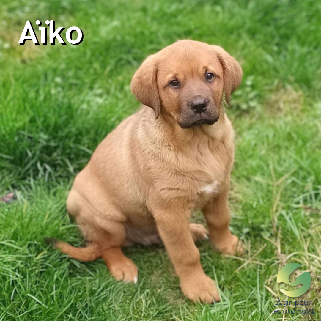 chiot X Berger à l'adoption