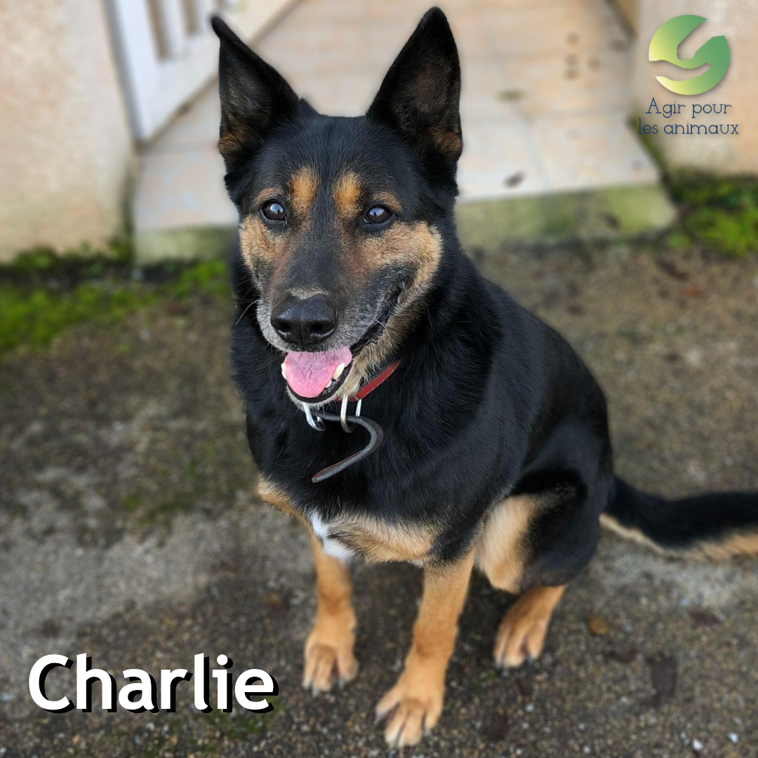 Charlie BA à l'adoption