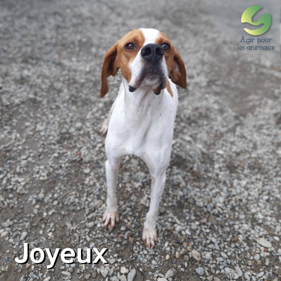 chien Pointer à l'adoption