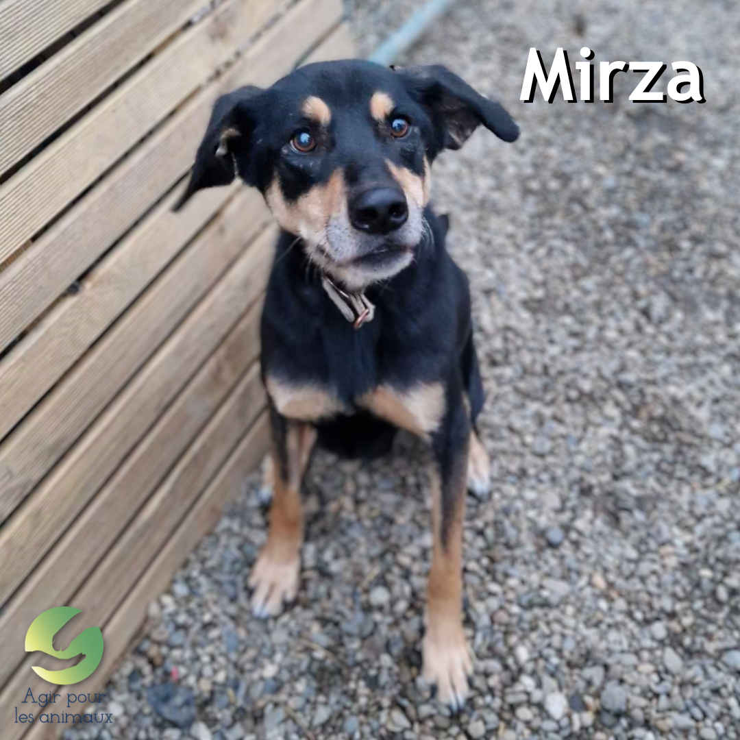 chienne Beauceron à l'adoption