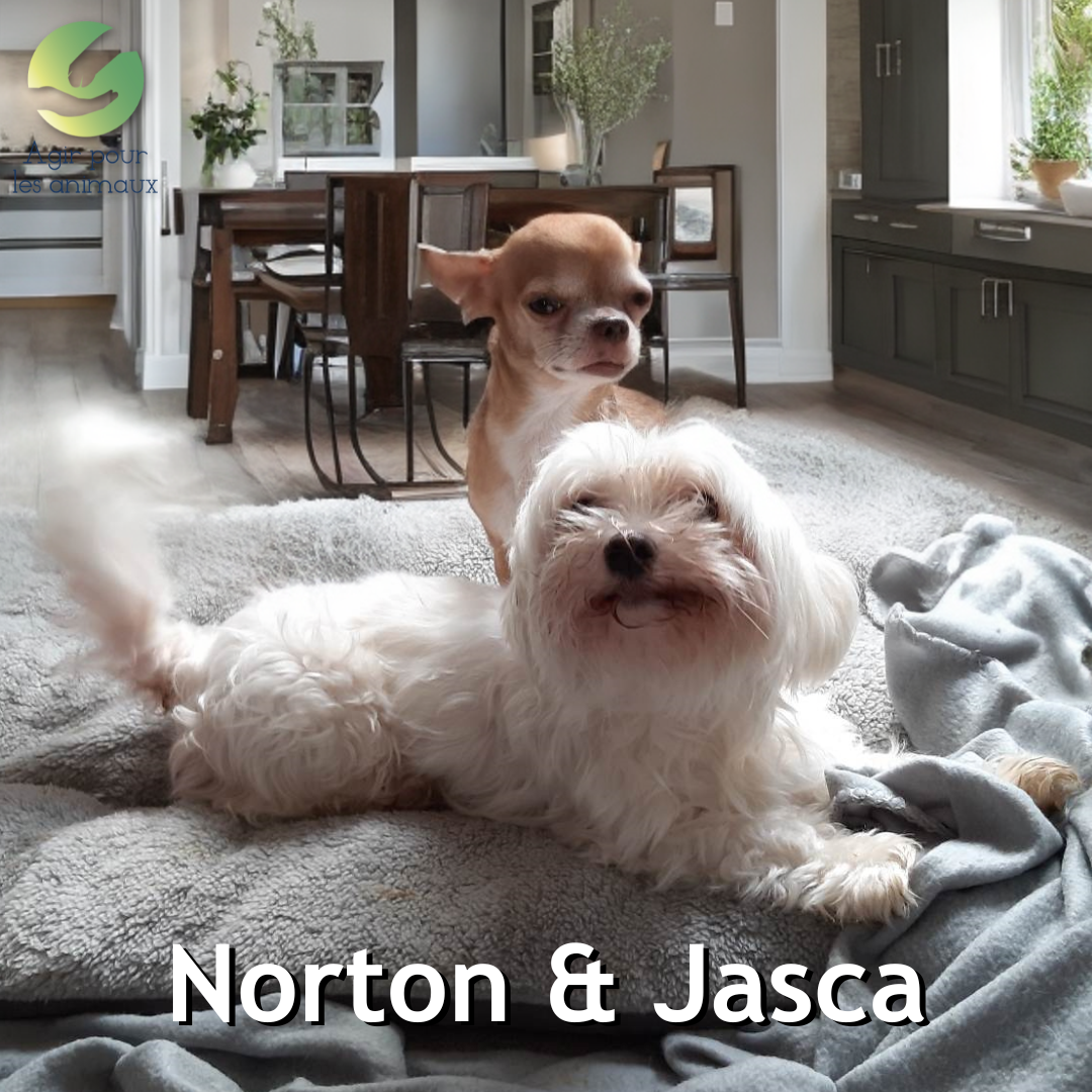 NORTON & JASCA