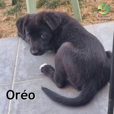 Oréo chiot à l'adoption