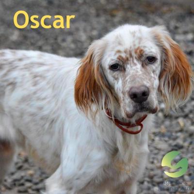 mâle Setter Lemon à l'adoption